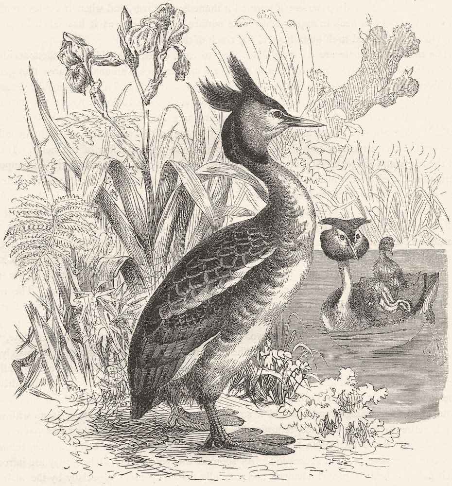 BIRDS. Diver. Grebe. Crested c1870 old antique vintage print picture